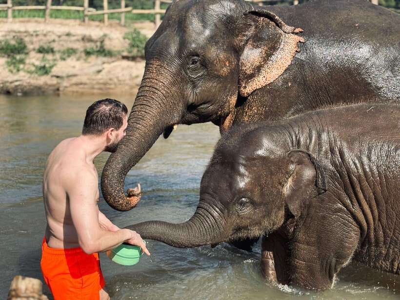 Chiang Mai: Elephant Sanctuary Feeding Program Half-Day Tour - Guides, Organization, and What 330 Minutes Actually Feels Like