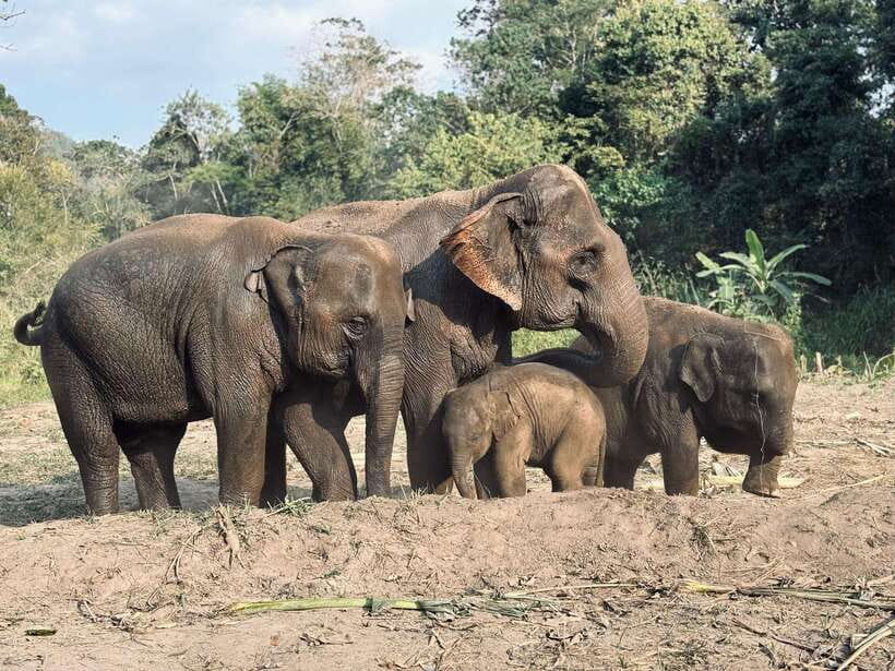 Chiang Mai: Elephant Sanctuary Feeding Program Half-Day Tour - Getting to Pon Elephant: the 1.5-Hour Drive South of Mae Wang