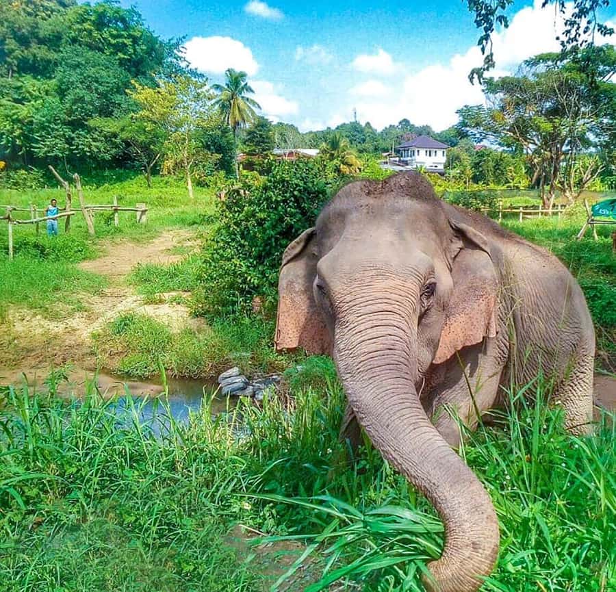 Chiang Mai: Elephant Sanctuary Guided Tour in Spanish - What to Bring (and Wear) for Sun, Water, and Caretaker Clothes