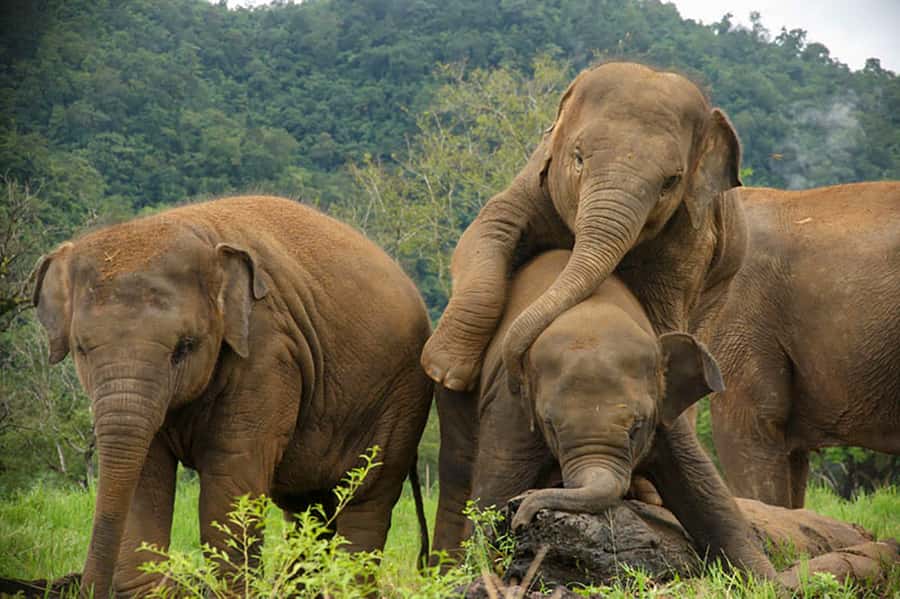 Chiang Mai: Elephant Sanctuary Guided Tour in Spanish - Put On the Caretaker Clothes and Learn How Elephants Are Cared For