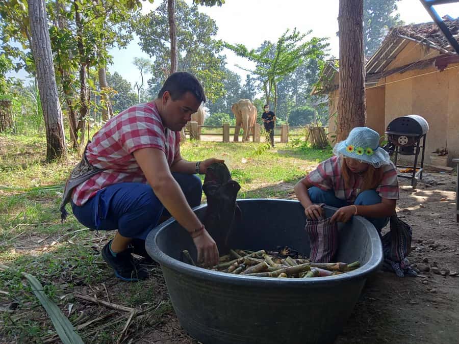 Chiang Mai: Elephant Sanctuary Guided Tour in Spanish - A Short Walk by the River in the Natural Jungle Setting