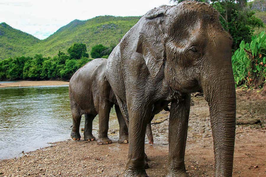 Chiang Mai: Elephant Sanctuary Guided Tour in Spanish - Elephant Bathing Time: What It Includes and How to Prepare