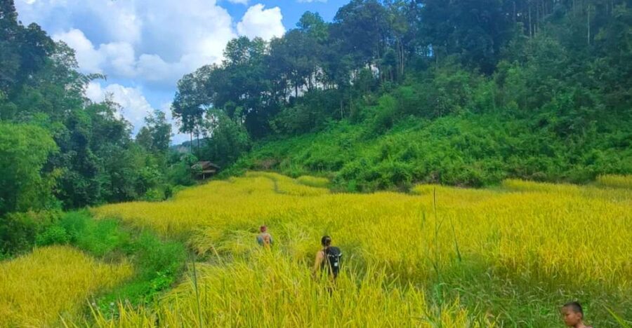 Chiang Mai: Elephant Sanctuary & Jungle Trek w/ Waterfall - Key things I’d plan around before you go