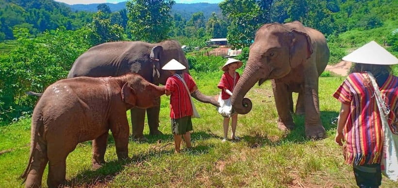 Chiang Mai: Elephant Sanctuary Local Hill Tribe Caretakers - Getting there: pickup timing, transport ride, and how to pack