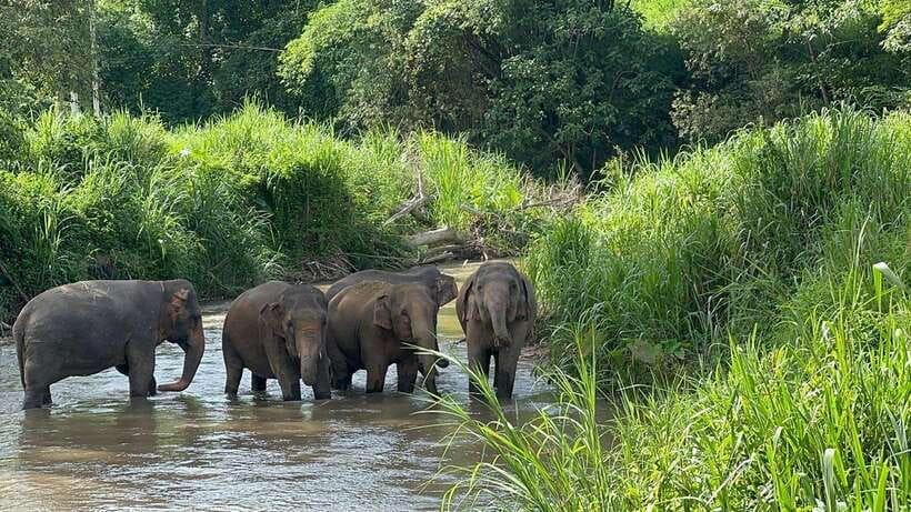 Chiang Mai: Elephant Sanctuary, Monk Trail & Doi Suthep Tour - Morning pickup and the van ride: how to make it feel easy