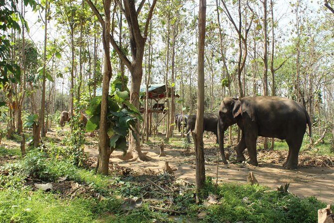 Chiang Mai Elephant Sanctuary Small Group Ethical Tour - Key moments to look forward to