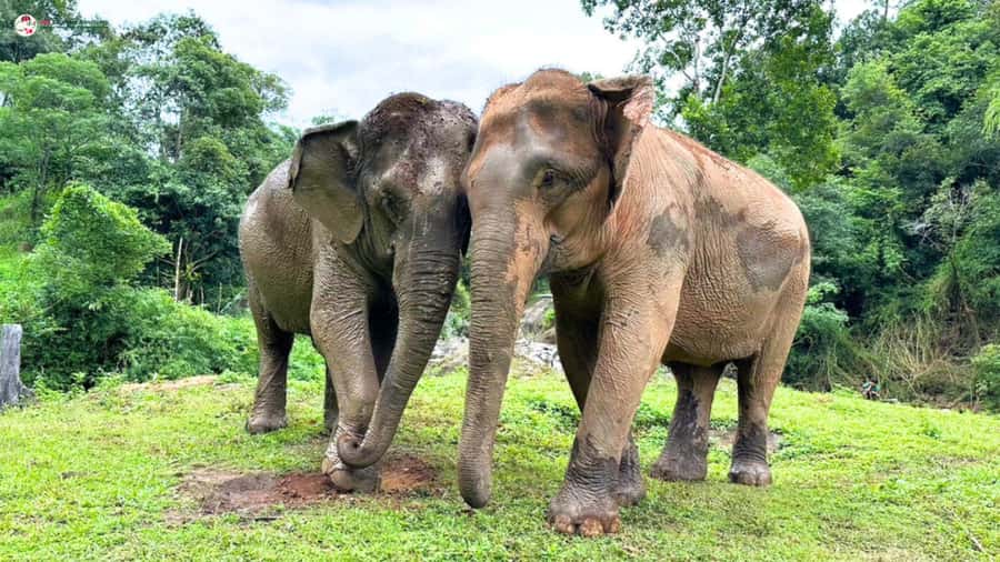Chiang Mai: Elephant Sanctuary & Suthep Temple Sunrise View - Food, breaks, and the overall pacing of an 11-hour day