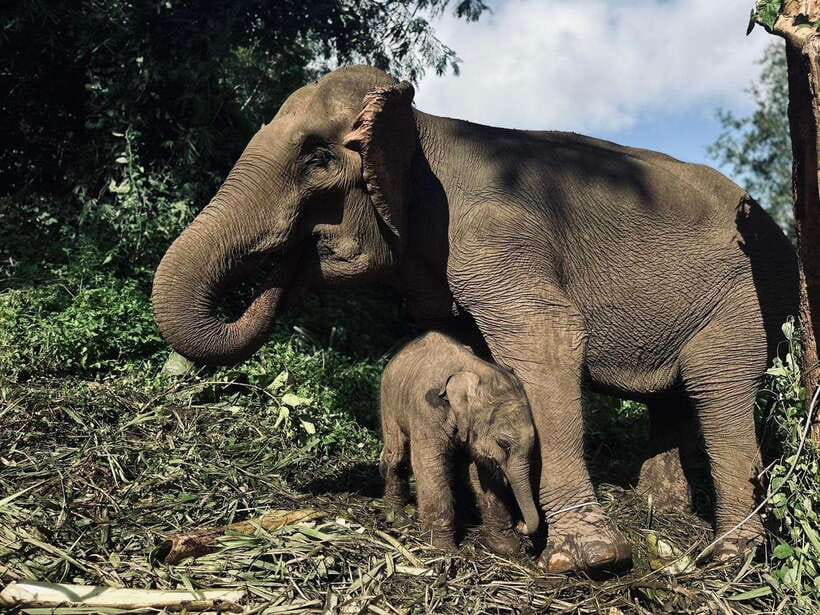 Chiang Mai: Elephant Sanctuary, Waterfall & Bamboo Rafting - Key things you’ll remember most