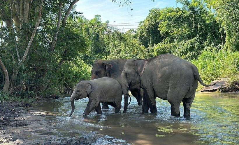 Chiang Mai: Elephant Sanctuary, Waterfall & Bamboo Rafting - Food, water, and breaks: the small things that keep the day pleasant