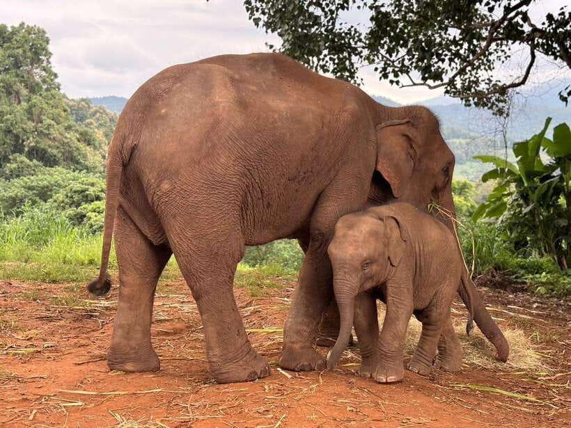 Chiang Mai: Elephant Sanctuary & Waterfall Group Tour - Key moments that make this tour worth it