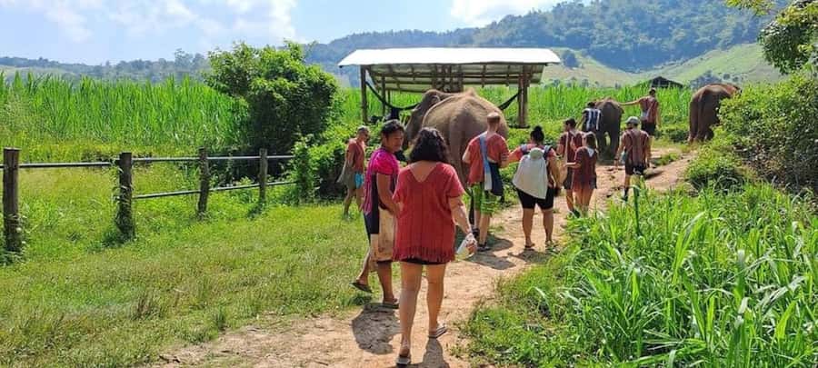 Chiang Mai Elephant Village Life: Long Neck & Bamboo Rafting - Mae Wang Waterfall: the walk that turns the day cooler