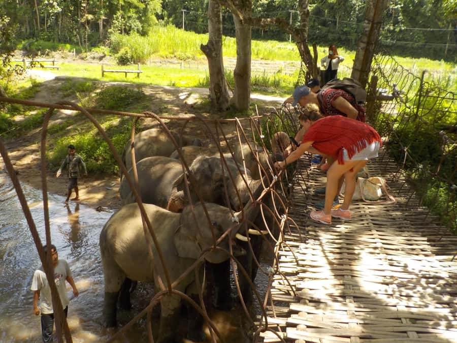 Chiang Mai Elephant Village Life: Long Neck & Bamboo Rafting - Bamboo rafting on a peaceful river: slow down after the wildlife