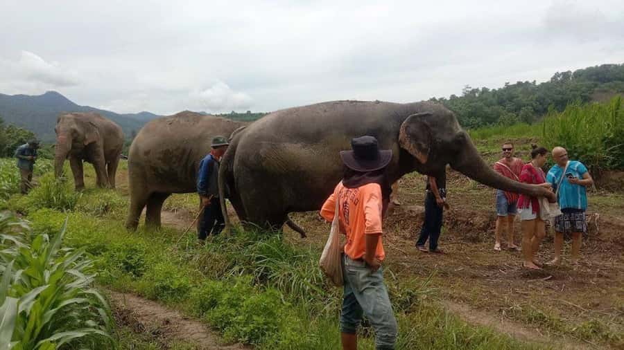 Chiang Mai Elephant Village Life: Long Neck & Bamboo Rafting - Price and logistics: is $70 worth it?