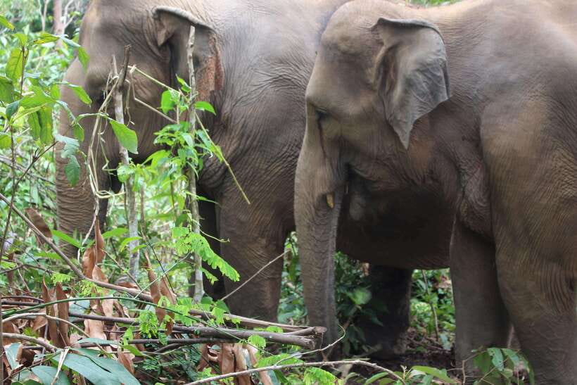 CHIANG MAI ELEPHANT VILLAGE SANCTUARY JUNGLE ADVENTURE - Waterfall cool-down and river time: swimming, cleaning, and elephant behavior