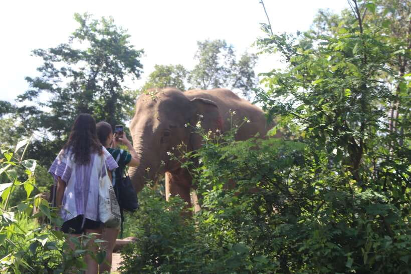 CHIANG MAI ELEPHANT VILLAGE SANCTUARY JUNGLE ADVENTURE - Who this is best for (and who should pick something else)