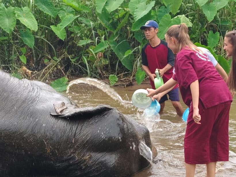Chiang Mai: Elephants, Sticky Waterfalls, Market and Temple - Key highlights worth your time