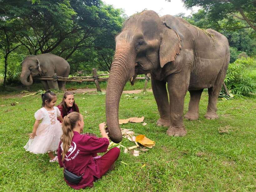 Chiang Mai: Elephants, Sticky Waterfalls, Market and Temple - Pickup, van comfort, and timing from 10:45 am to drop-off