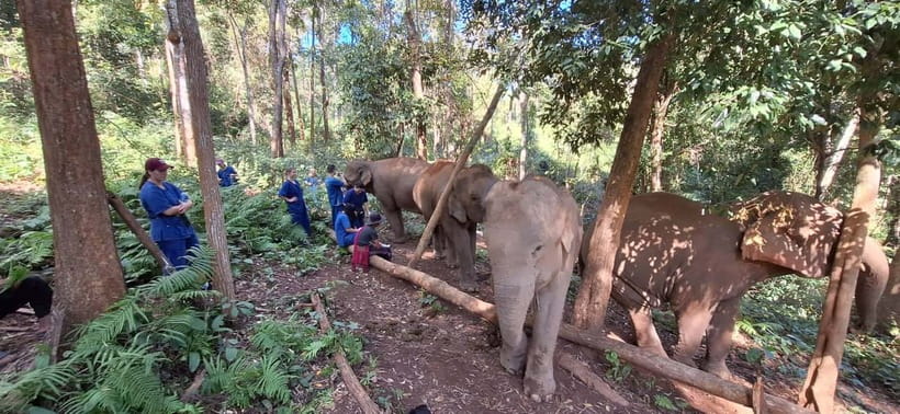 Chiang Mai: Elephants, Waterfall, and White Water Rafting - Weather and Elephant Cooperation: Two Things You Can’t Control