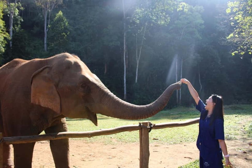 Chiang Mai: Elephants, Waterfall, and White Water Rafting - The Mae Taeng Elephant Sanctuary Walk: Up Close, But Still Natural