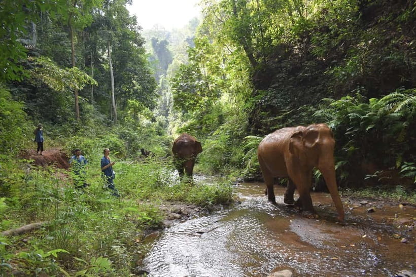 Chiang Mai: Elephants, Waterfall, and White Water Rafting - Price and Value: Is $77 Worth It?