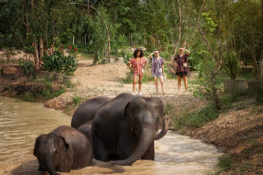 Chiang Mai: Ethical Elephant Encounter Feeding Program - Who this elephant feeding program is best for (and who might want something else)