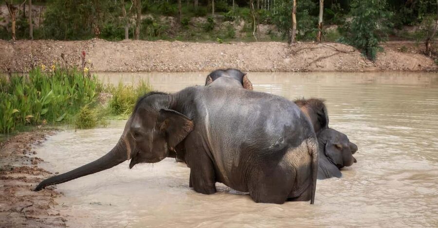 Chiang Mai: Ethical Elephant Encounter Feeding Program - One-hour elephant time in Chiang Mai: what the timing really means
