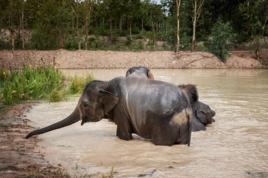 Chiang Mai: Ethical Elephant Encounter Feeding Program - The encounter itself: feeding rescued elephants safely and respectfully