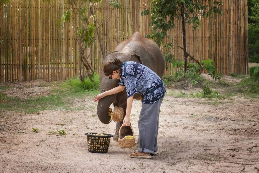 Chiang Mai: Ethical Elephant Encounter Feeding Program - How your guide turns the hour into real learning