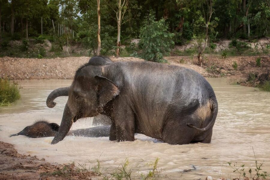 Chiang Mai: Ethical Elephant Encounter Feeding Program - Extra activities: education room, crafts, and the sometimes-photographer touch