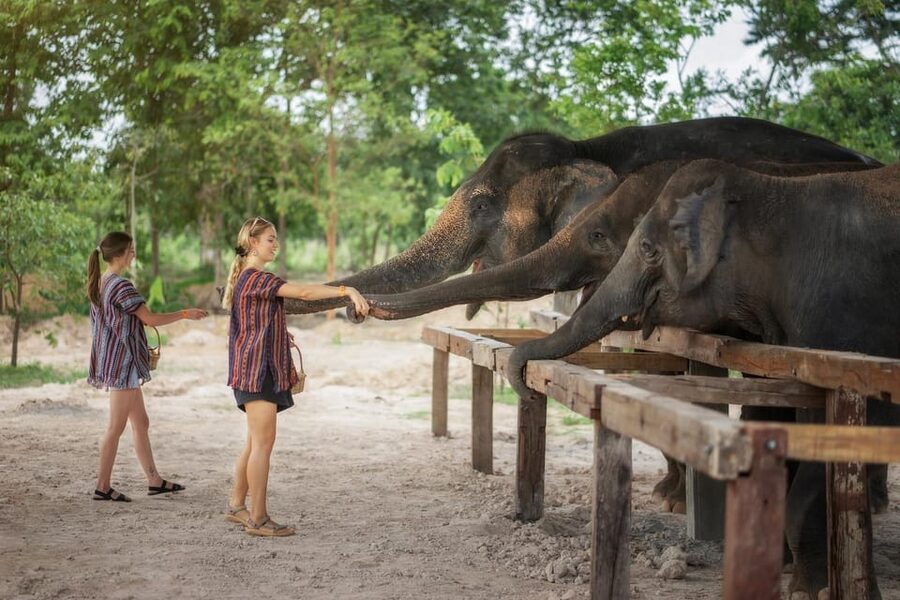 Chiang Mai: Ethical Elephant Encounter Feeding Program - What you’ll notice about the elephants’ welfare (and what you should look for)