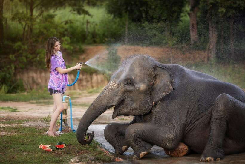 Chiang Mai: Ethical Elephant Feeding & Shower Program - Key highlights you’ll remember