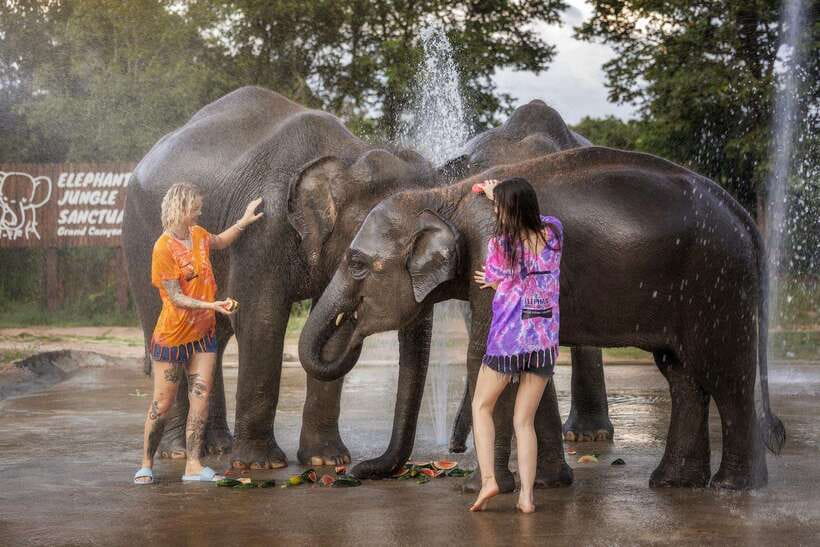 Chiang Mai: Ethical Elephant Feeding & Shower Program - Feeding the rescued elephants: fruit, vegetables, and supplement prep
