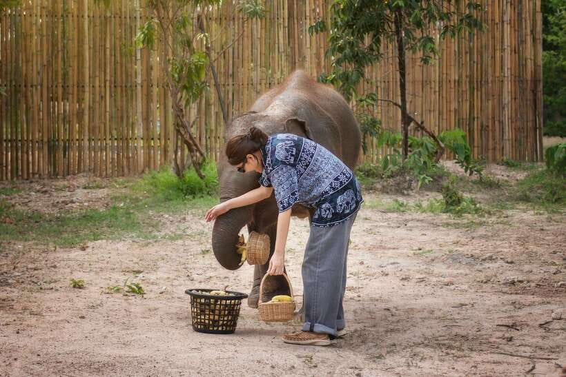 Chiang Mai: Ethical Elephant Feeding & Shower Program - The Elephant Rain Shower: cooling off with the herd