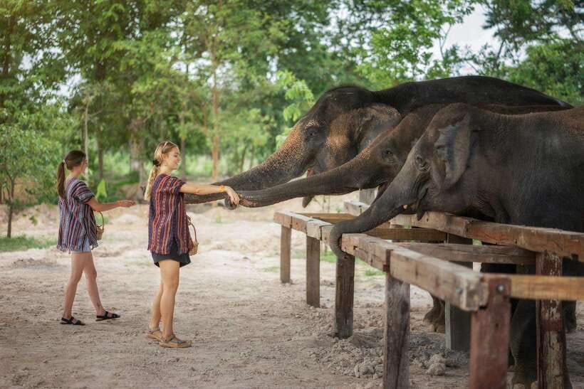 Chiang Mai: Ethical Elephant Feeding & Shower Program - Elephant Poop Paper class: sustainability you can see and explain