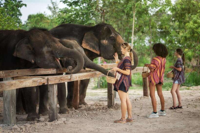 Chiang Mai: Ethical Elephant Feeding & Shower Program - What to bring (and what to do so it’s comfortable)