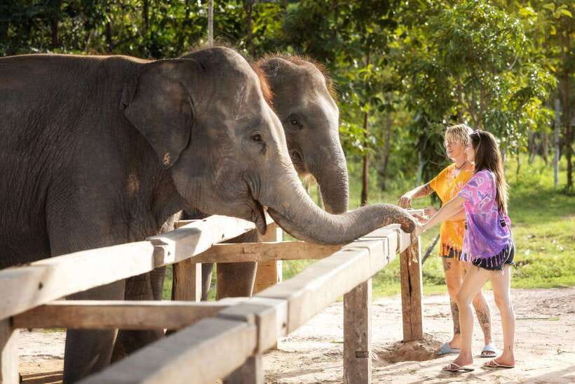 Chiang Mai: Ethical Elephant Feeding & Shower Program - Who should book this experience