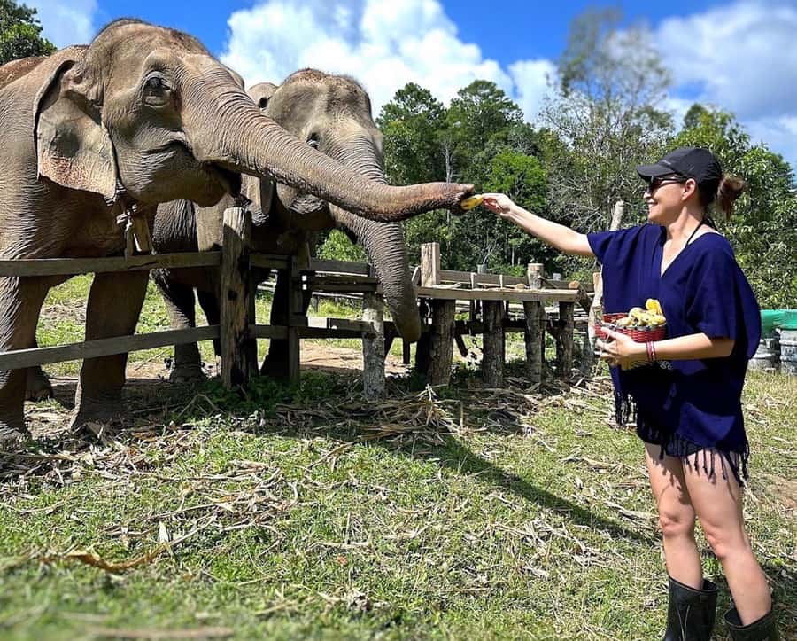 Chiang Mai : Ethical Elephant Sanctuary and ATV Adventure - River time with the elephants (and what happens if they don’t want water)