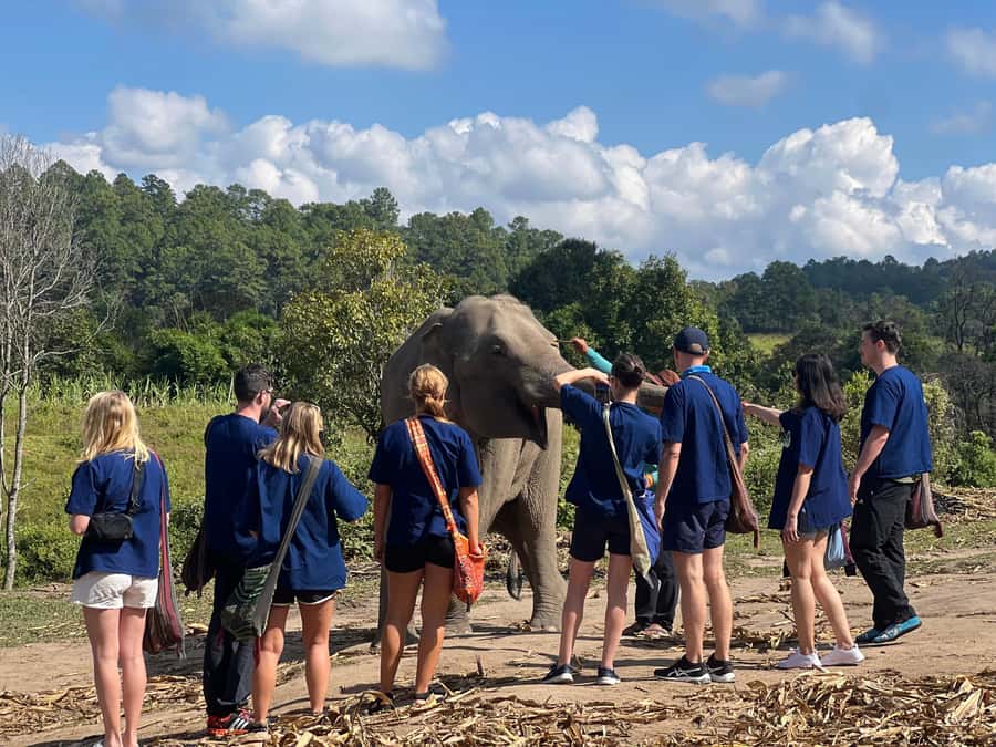 Chiang Mai : Ethical Elephant Sanctuary and ATV Adventure - The elephant interaction style: what you’ll do, and what you won’t