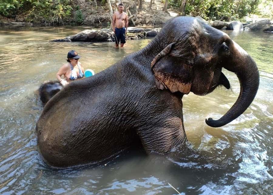 Chiang Mai : Ethical Elephant Sanctuary and ATV Adventure - Price and value: is $93 a fair deal for both elephants and ATV?