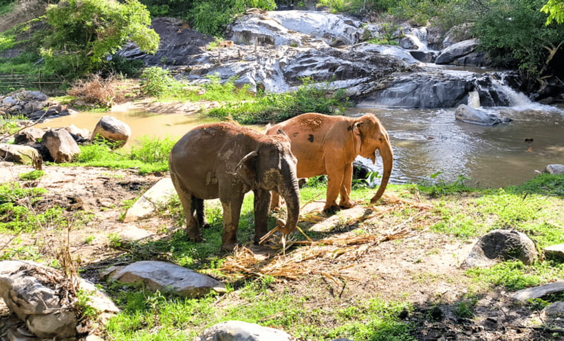 Chiang Mai: Ethical Half Day Elephant Sanctuary & Waterfall - Feeding elephants the right way: calm, guided, and rule-based