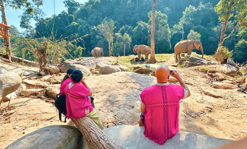 Chiang Mai: Ethical Half Day Elephant Sanctuary & Waterfall - Following the herd through the jungle: what “natural” actually looks like