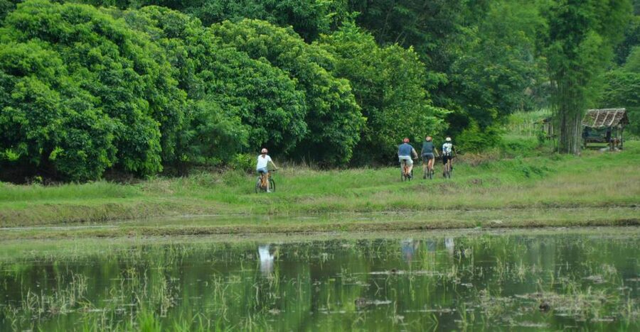 Chiang Mai Fields of Gold Cycling Tour - A Small-Group Ride Into Lanna Rice Country