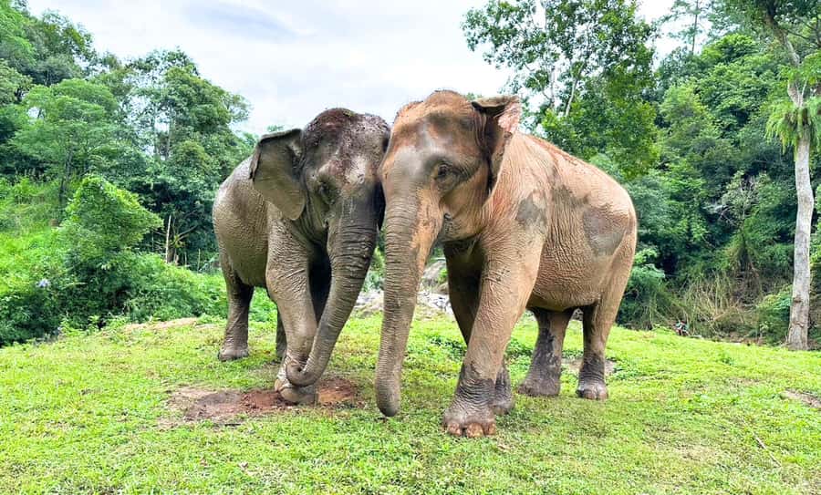 Chiang Mai: Full Day Ethical Elephant Sanctuary & Waterfall - Ethical elephant observation at Joy Elephant Sanctuary: what it really feels like