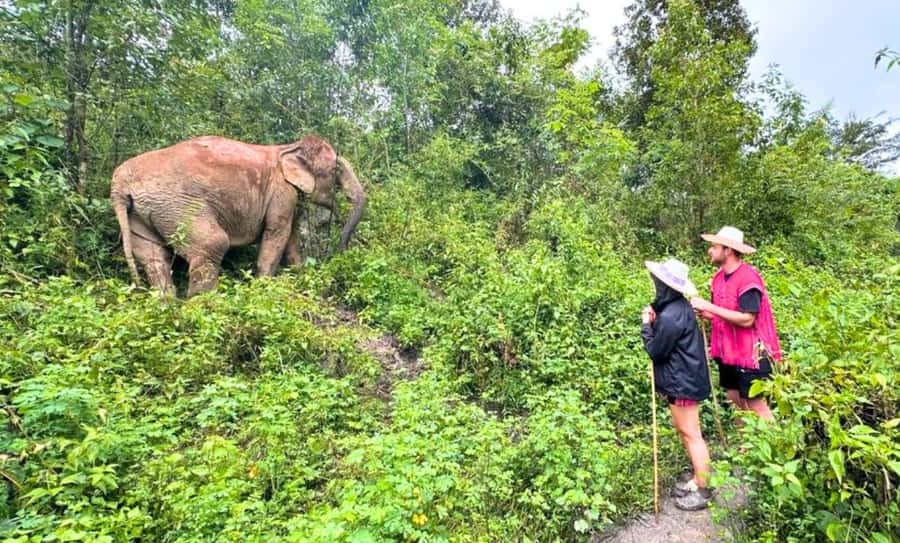 Chiang Mai: Full Day Ethical Elephant Sanctuary & Waterfall - Price and value: is $70 a fair deal in Chiang Mai?