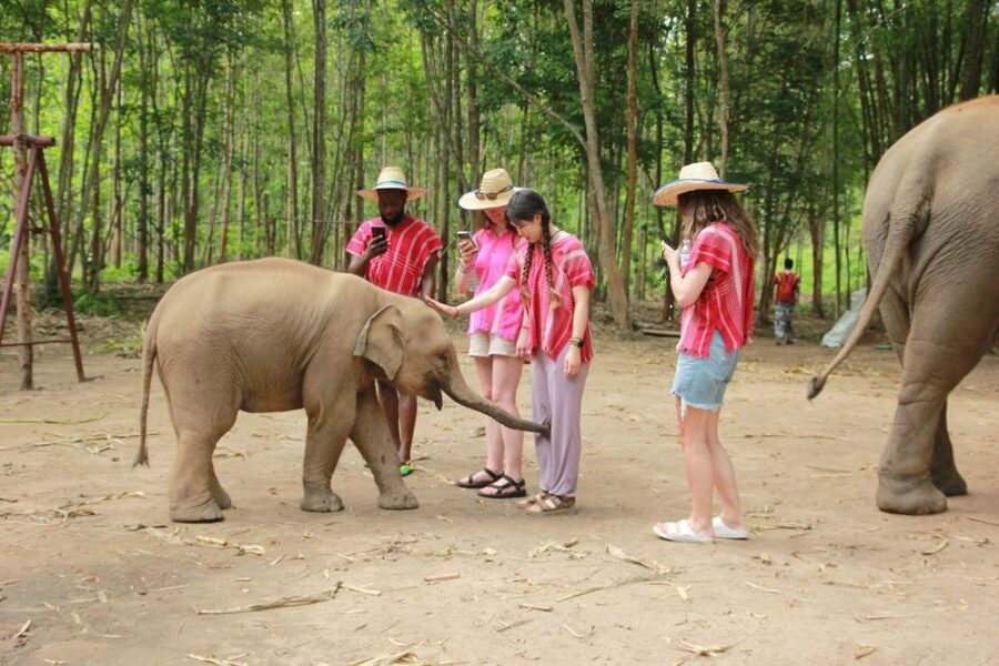 Chiang Mai: Full-Day Kerchor Elephant Eco Park Tour & Trek - Key Points Before You Go