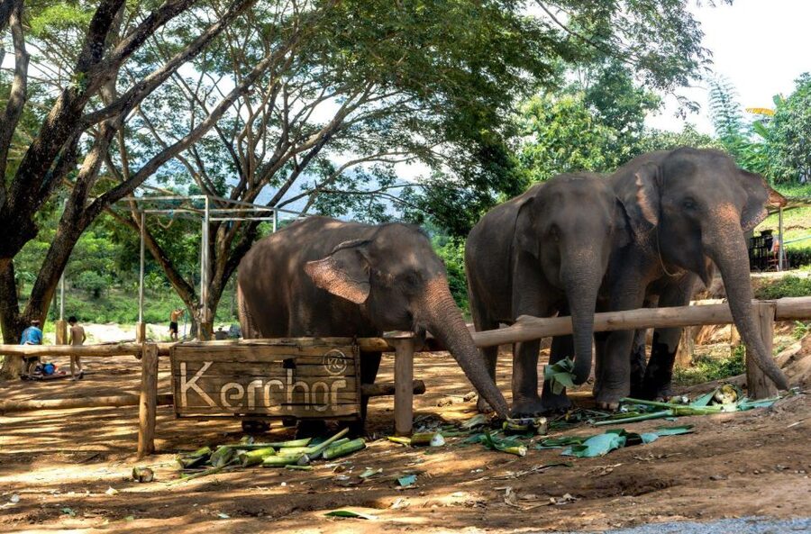 Chiang Mai: Full-Day Kerchor Elephant Eco Park Tour & Trek - Who Should Book This Kerchor Tour (And Who Might Skip It)