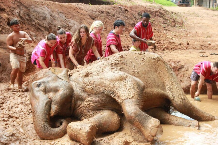 Chiang Mai: Full-Day Kerchor Elephant Eco Park Tour & Trek - How the Kerchor Day Flows in 8 Hours (Chiang Mai Pickups Included)