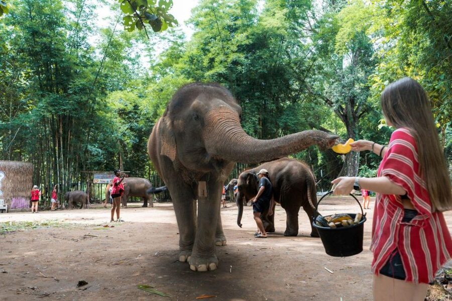 Chiang Mai: Full-Day Kerchor Elephant Eco Park Tour & Trek - Making Herbal Medicine Balls: The Messy Activity With a Purpose