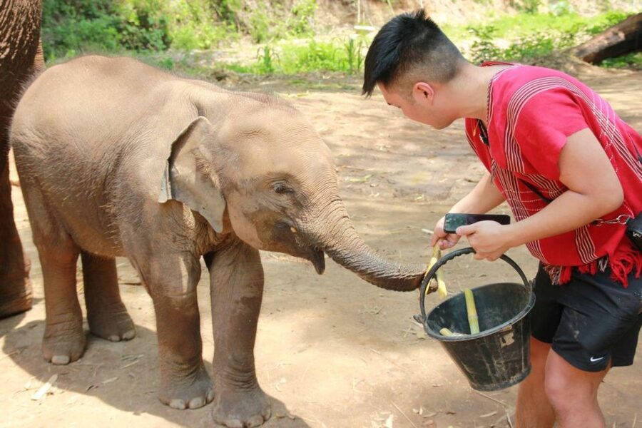 Chiang Mai: Full-Day Kerchor Elephant Eco Park Tour & Trek - Thai Lunch Break: Scenic Seating and Filtered Water