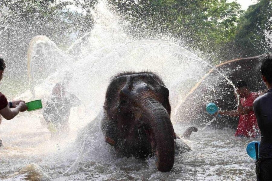 Chiang Mai: Full-Day Kerchor Elephant Eco Park Tour & Trek - The Waterfall Trek: Roaring Falls, Steep Steps, and Cold Refreshing Water